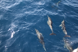 Dolphins swim alongside a boat off of Dana Point, CA.  Photo: C.O.A.S.G.