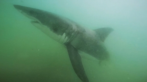 Pictured is a juvenile great white shark off of Manhattan Beach. Photo credit: Cal State Long Beach Shark lab