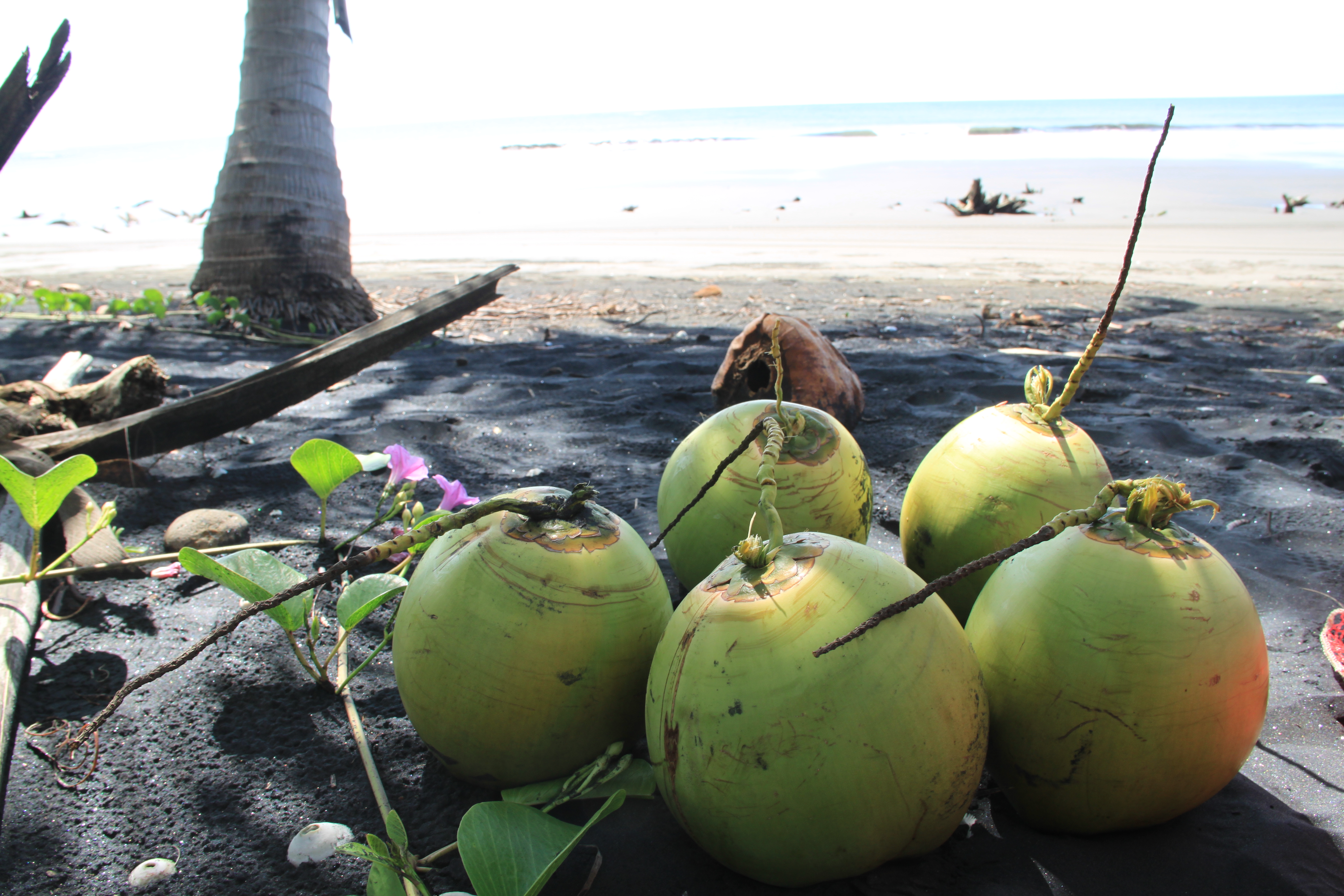 Young cocos await their fate on a black sand beach in Nicaragua.