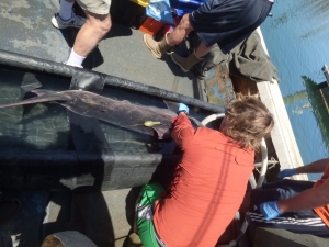 Shark Lab grad student Connor White attaches a PAT tag to a juvenile white shark off of the Ventura coast. Photo credit: Cal State University-Long Beach's Shark Lab