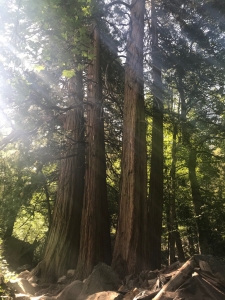 Beautiful redwoods dwarf any palm tree.