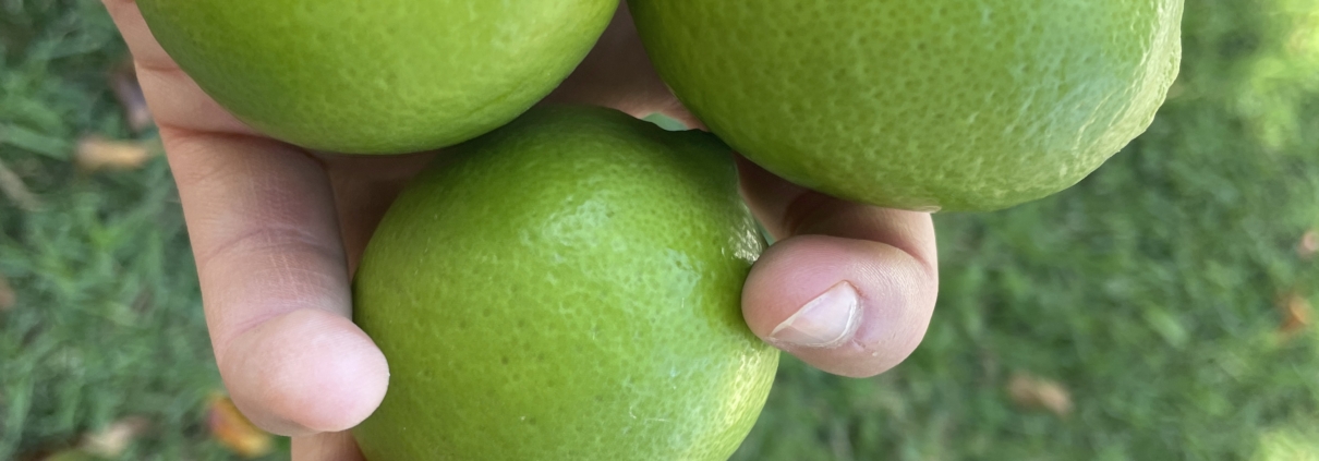 limes in hand against grass